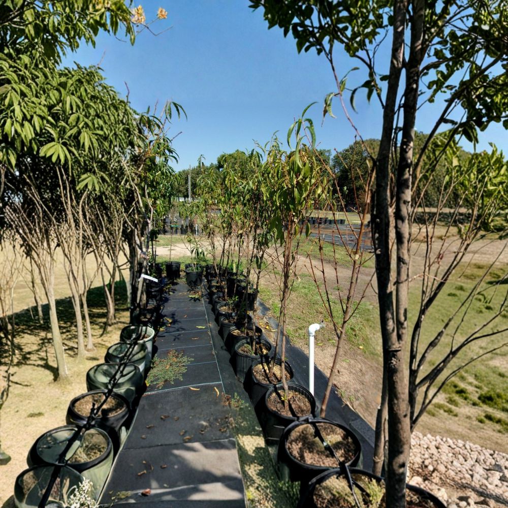 July Prince Peach Tree - Live 4-6 Feet Fruit Tree - Sweet Freestone Peaches - Self-Pollinating - Prunus persica 'July Prince'