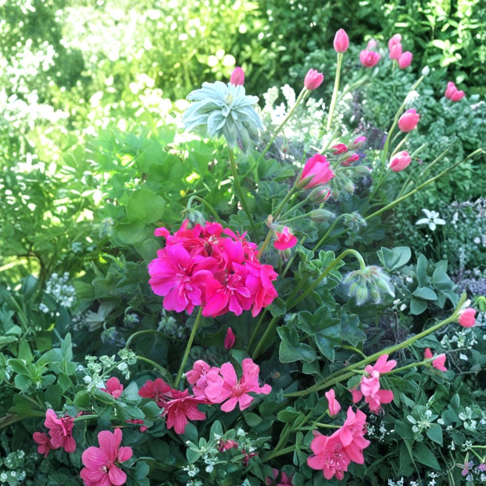 Hot Pink Ivy Geranium Cuttings - 6 Unrooted 6 Inch Cuttings - Pelargonium peltatum - Trailing Blooms for Hanging Baskets