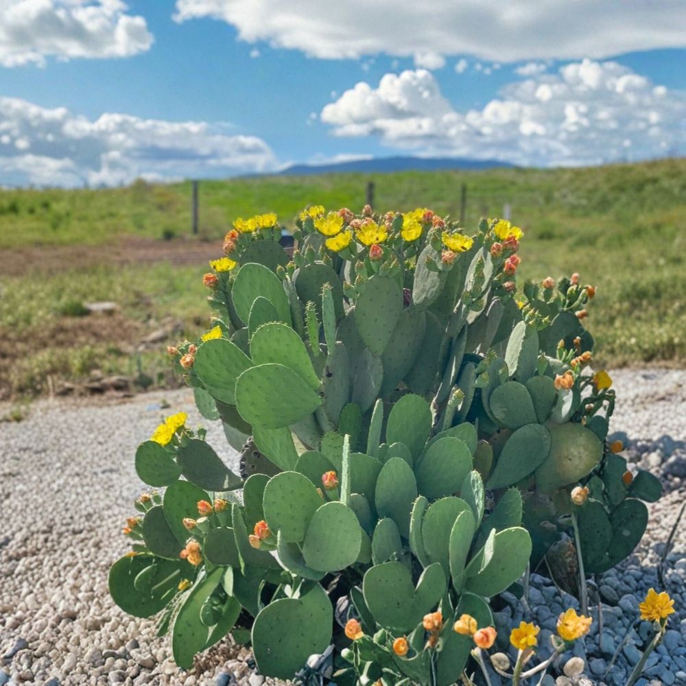 Spineless Prickly Pear Cactus Pads - 4 Unrooted Opuntia ‘Cacanapa Ellisiana’ - Cold Hardy Edible Cactus with Yellow Flowers