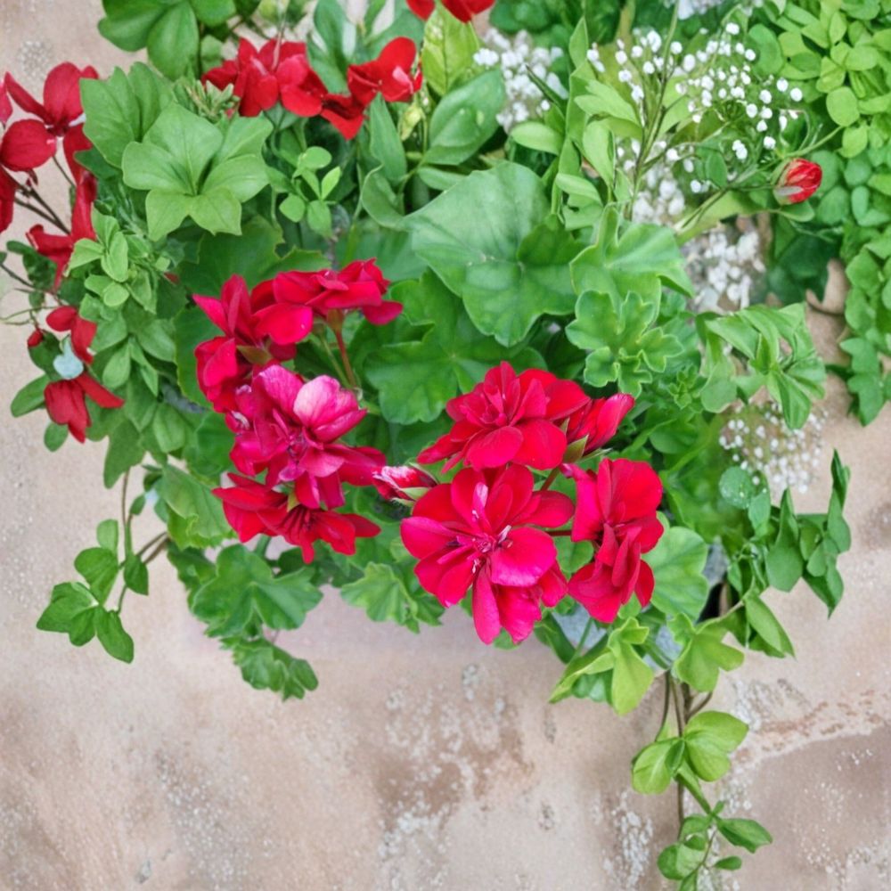 Ivy Geranium Cuttings - 3 Live Rose Red Pelargonium Peltatum Starters - Fragrant Trailing Plants for Hanging Baskets & Patios
