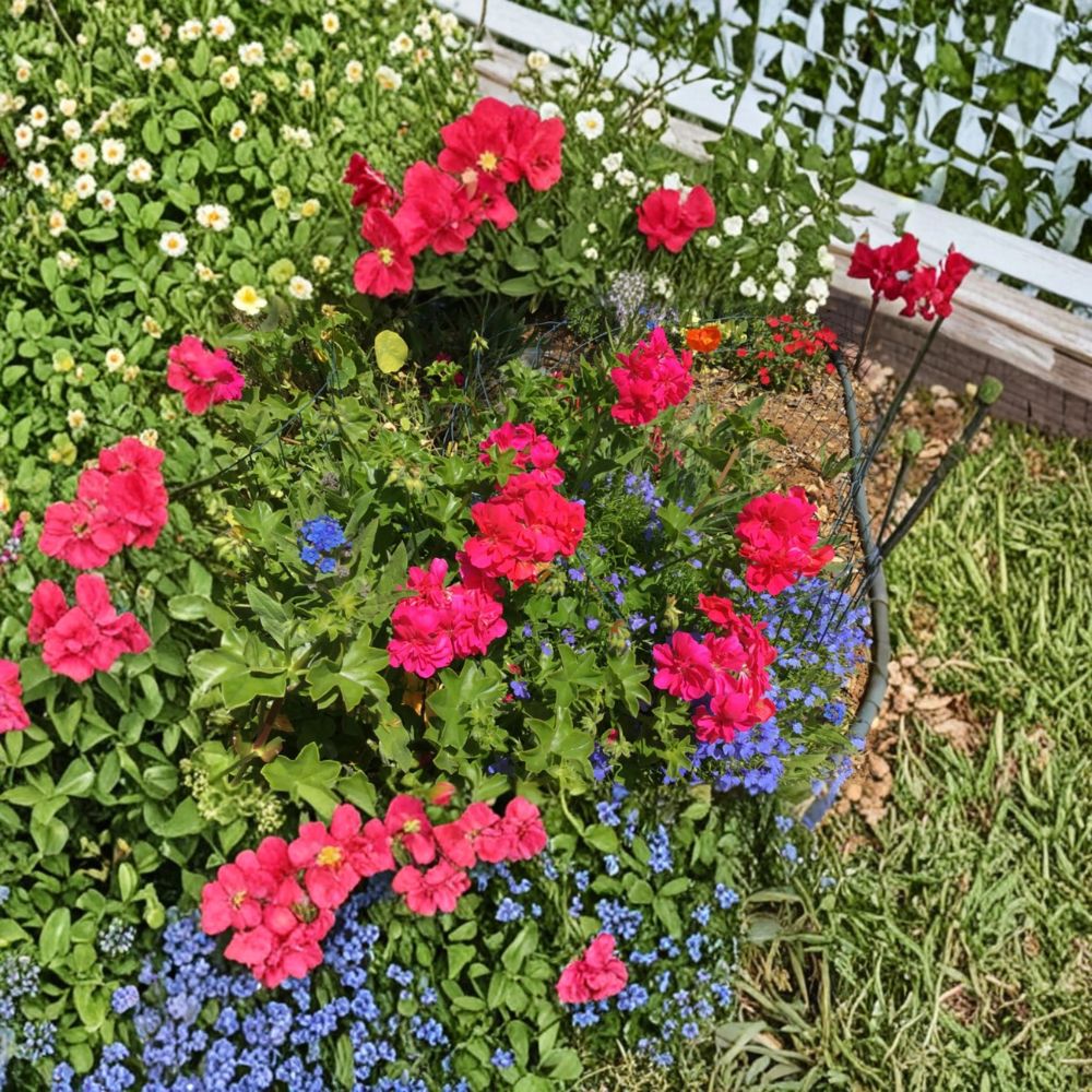 Ivy Geranium Cuttings - 8 Mixed Color Pelargonium Cuttings for Rooting - Trailing Flowers for Hanging Baskets & Patio Planters