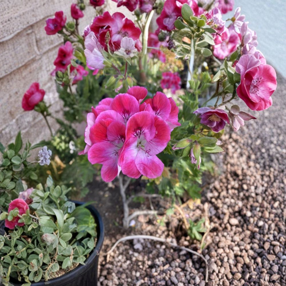 Organic Regal Pelargonium Cuttings - 5 Live Geranium Starters | Pelargonium domesticum | Sun Loving Patio Flower