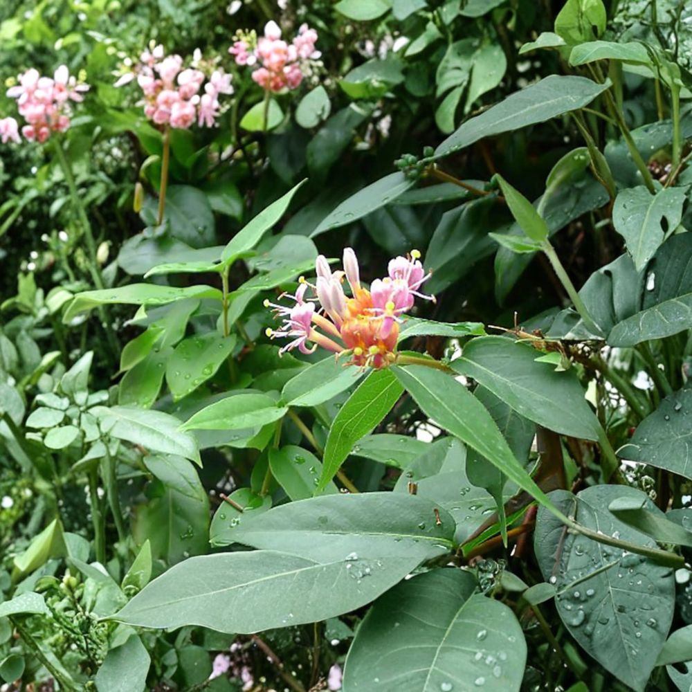 Henry's Honeysuckle Live Plant | Evergreen Climbing Vine | Fragrant Garden Plant | Lonicera henryi | Hardy Ornamental Climber