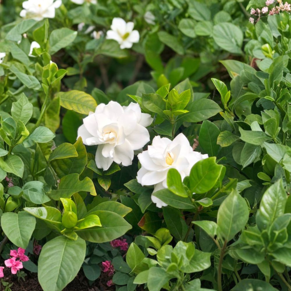 White Gardenia Plant - Potted Fragrant Cape Jasmine - Gardenia jasminoides - Evergreen Shrub for Indoor & Outdoor Decor