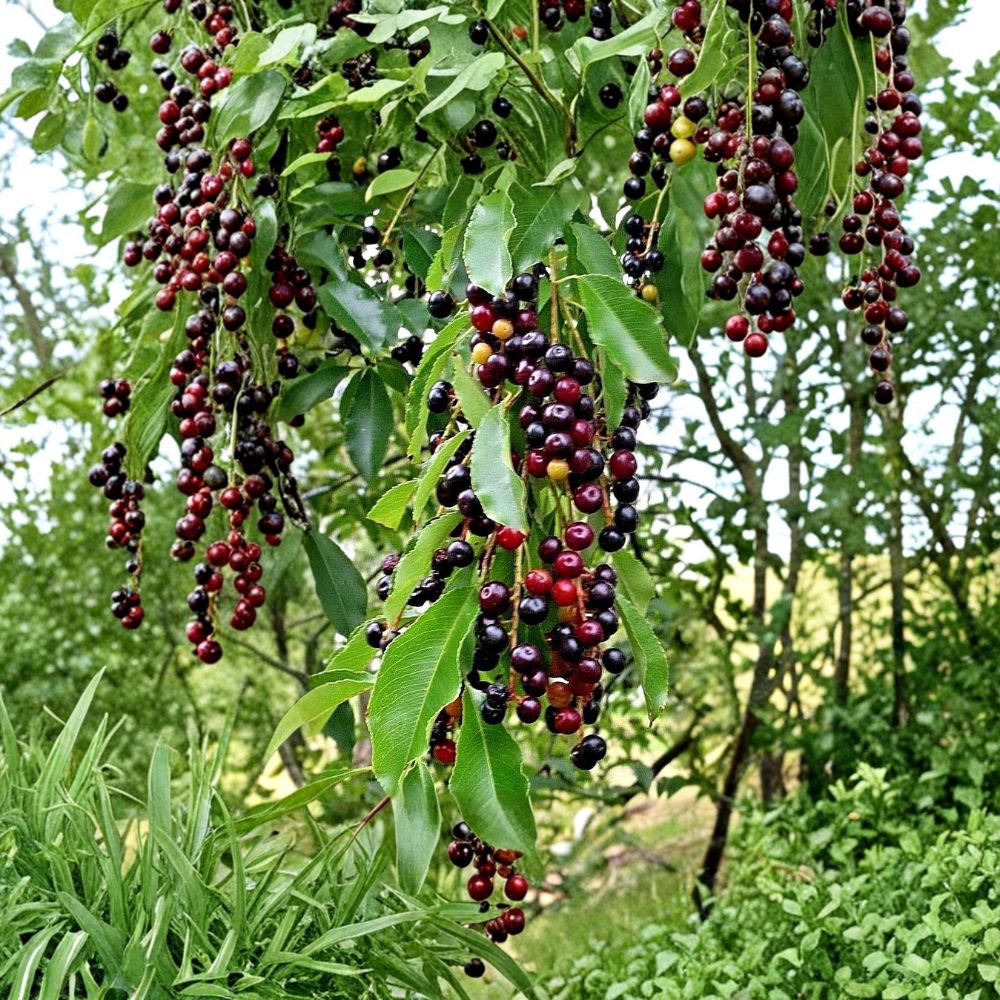 Weeping Fig Bonsai Tree Seeds - 30 Count - Ficus benjamina - Indoor Gardening Seeds for Home & Office Decor