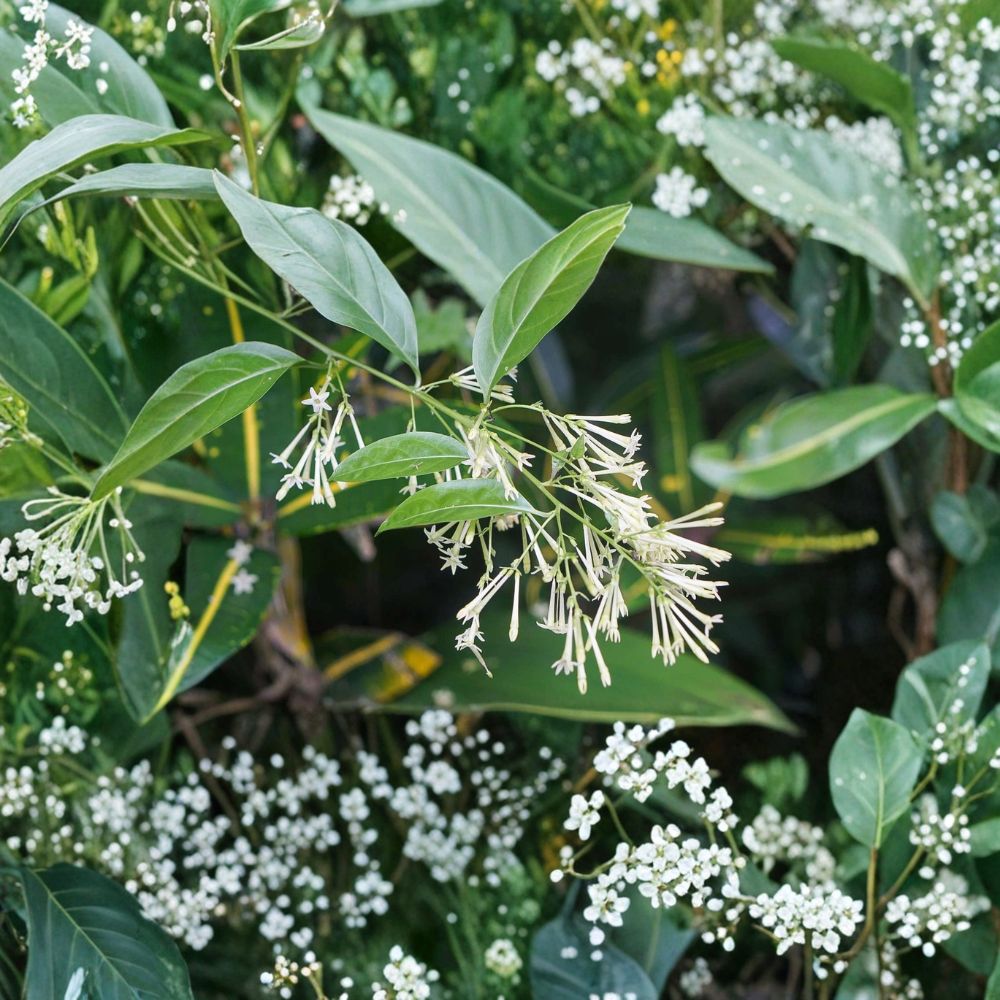 Night Blooming Jasmine Live Plant | 4–6 Inches | Fragrant Shrub | Cestrum nocturnum | Indoor & Outdoor Friendly