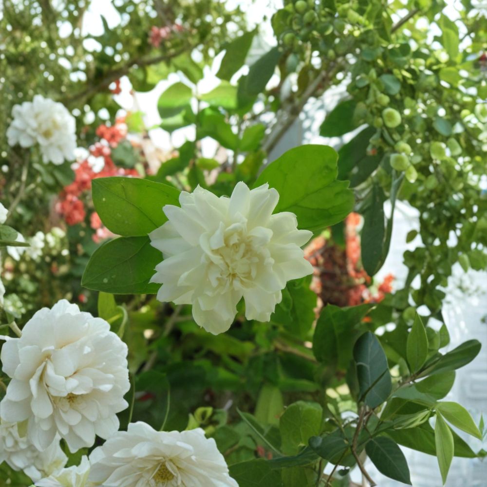 Grand Duke of Tuscany Jasmine Cuttings Set of 3 | 6+ Inch Unrooted | Double Bloom Fragrant Jasmine | Jasminum sambac