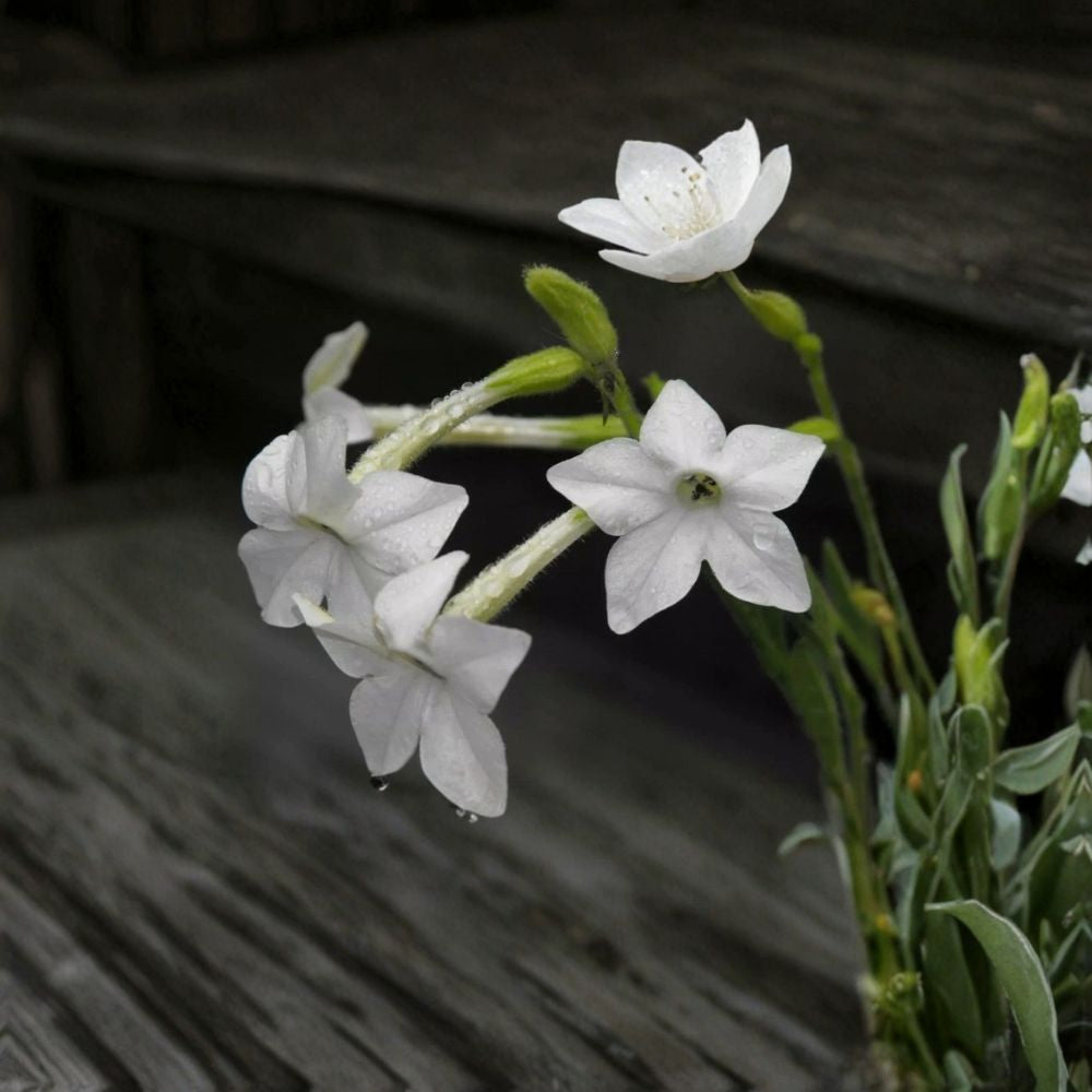 Jasmine Tobacco Seeds - 100+ Night Scented Flowers | Nicotiana alata | Fragrant Bloom for Evening Garden | Pollinator Friendly