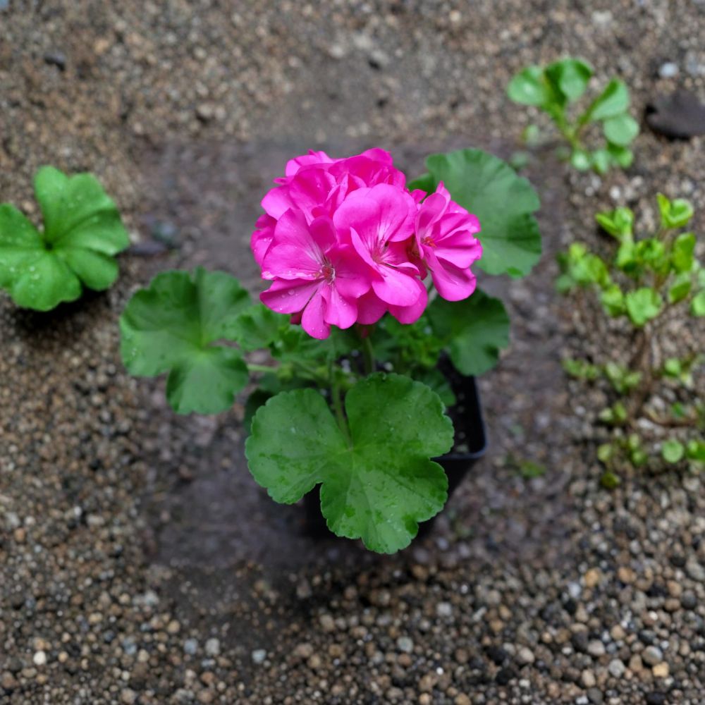 Patriot Pink Rose Geranium Plant - 4 Inch Pot - Deep Pink Blooms - Pelargonium × hortorum - Easy Care for Garden & Patio