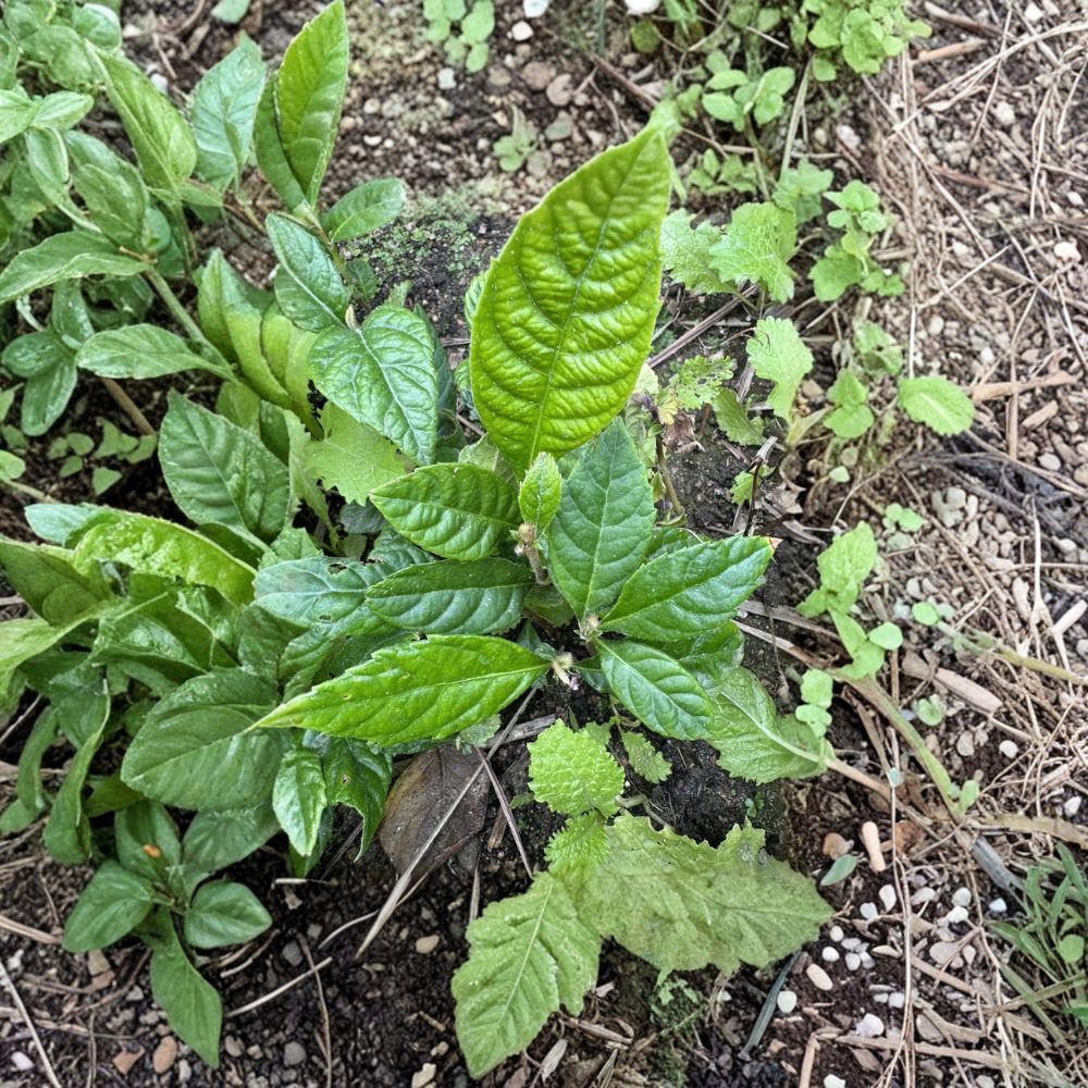 Loquat Fruit Trees Set of 2 | Eriobotrya japonica | 5”+ Bare Root Seedlings | Sweet Tropical Fruit for Indoor Outdoor Garden