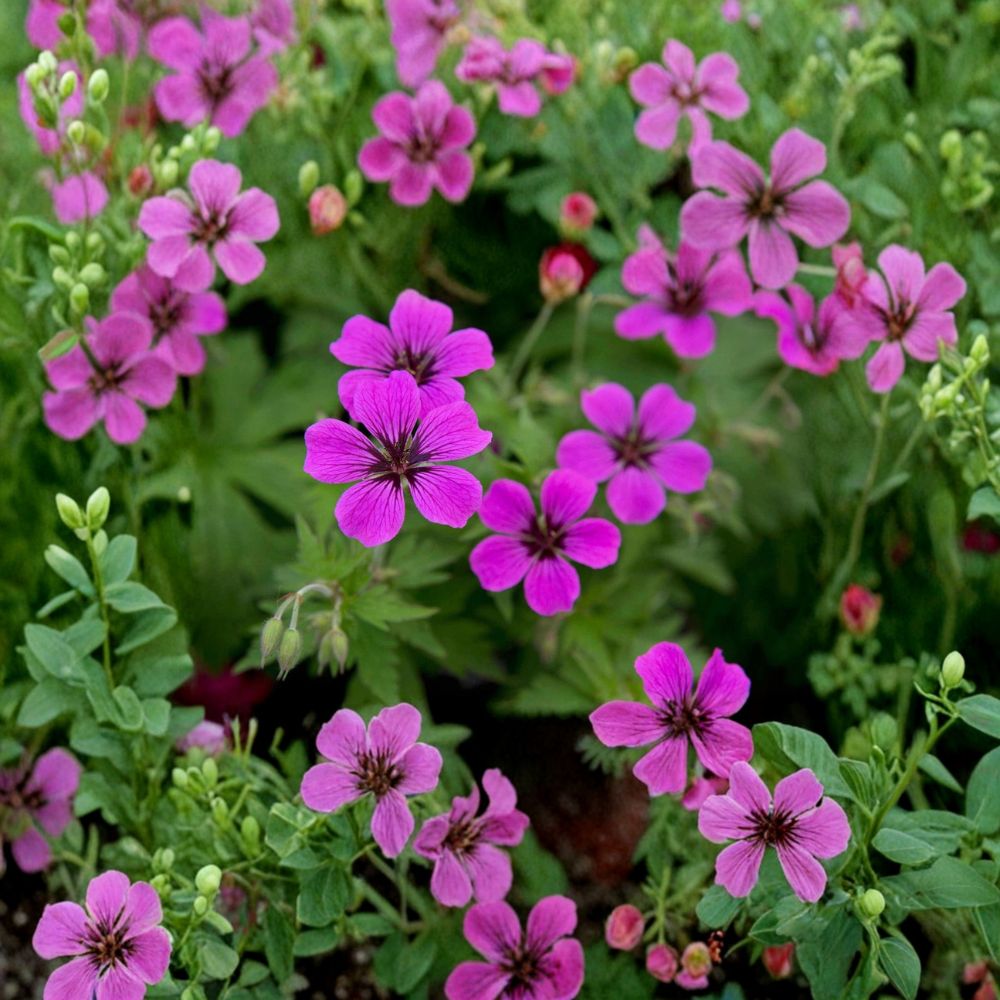 Hardy Geranium Plants - 2 Organic Pink Penny Perennials | Deer Resistant Ground Cover | Geranium macrorrhizum