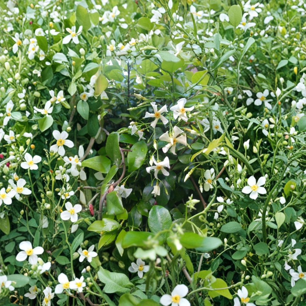 Asian Star Jasmine Plants - 5 Pack Live Vines | Fragrant Ground Cover or Climbing Vine | Trachelospermum asiaticum