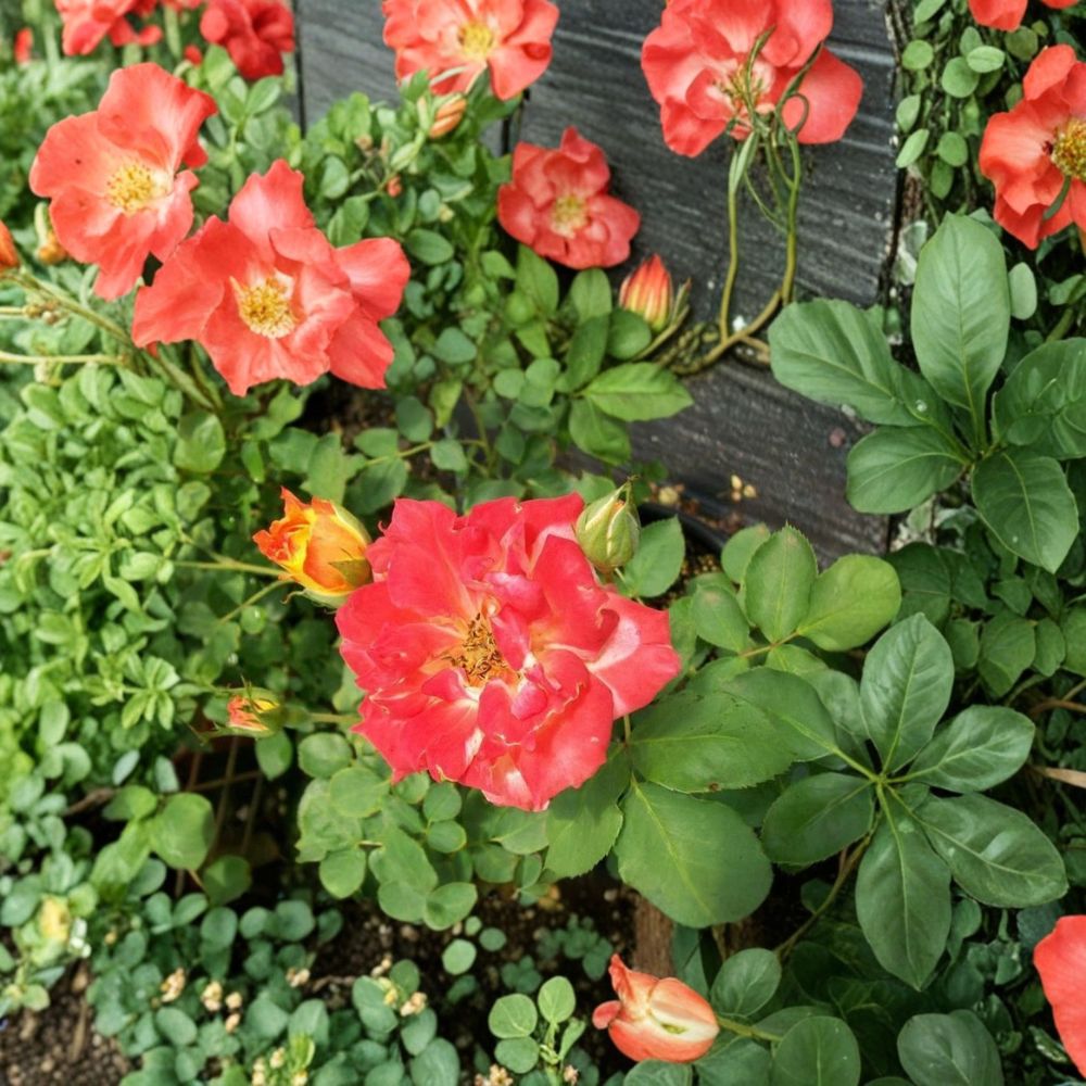 Pinata Rose Bush Plant - 5 Gallon - Yellow Orange Blooms - Rosa 'Pinata' - Colorful Garden Shrub - Established Root System