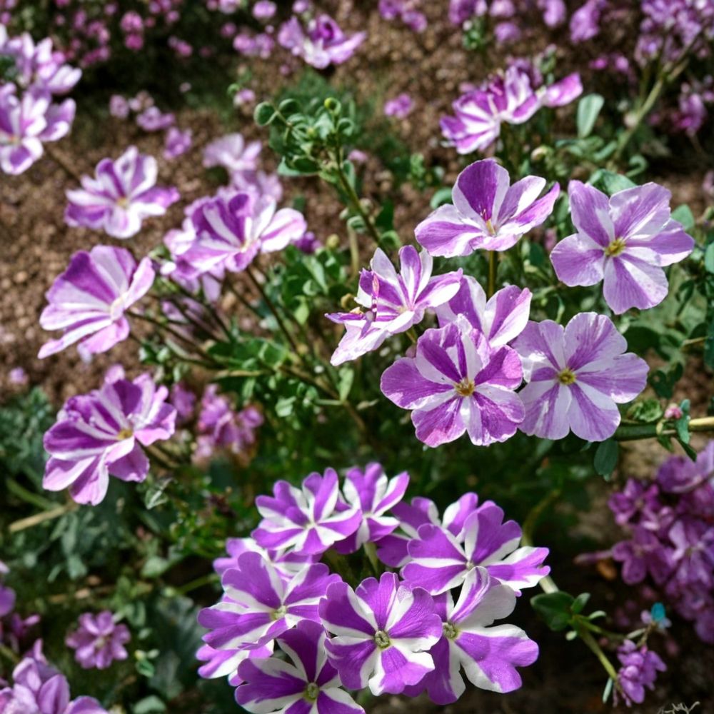 Ivy Leaf Geranium Seeds - 25+ Premium Purple & White Trailing Seeds - Pelargonium peltatum for Hanging Baskets & Patio