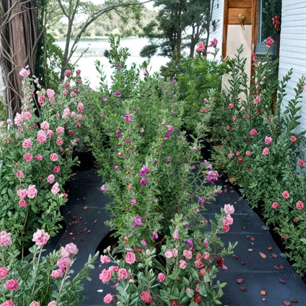 Purple Texas Sage Shrub - 2-3 Feet - Evergreen Flowering Plant with Purple Blooms - Leucophyllum frutescens - Drought Tolerant