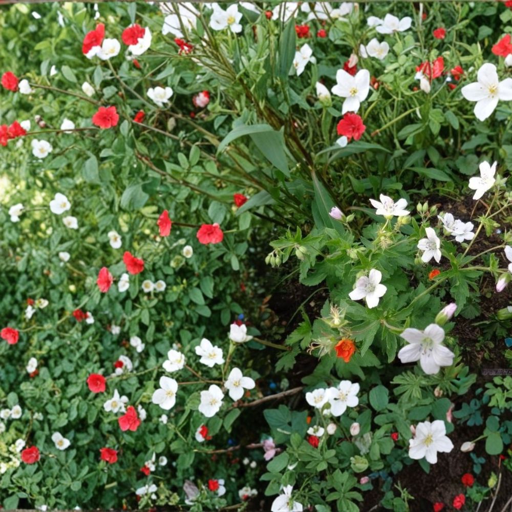Trevor's White Geranium Seeds - 25+ Premium Pelargonium Flower Seeds for Garden, Patio, and Container Blooms