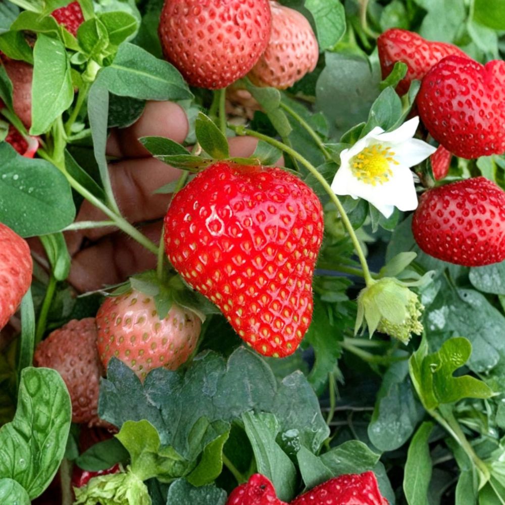 Benikahime Strawberry Plants 6 Pack | Fragaria × ananassa | Japanese Premium Variety | Sweet Creamy Flavor | Bare Root