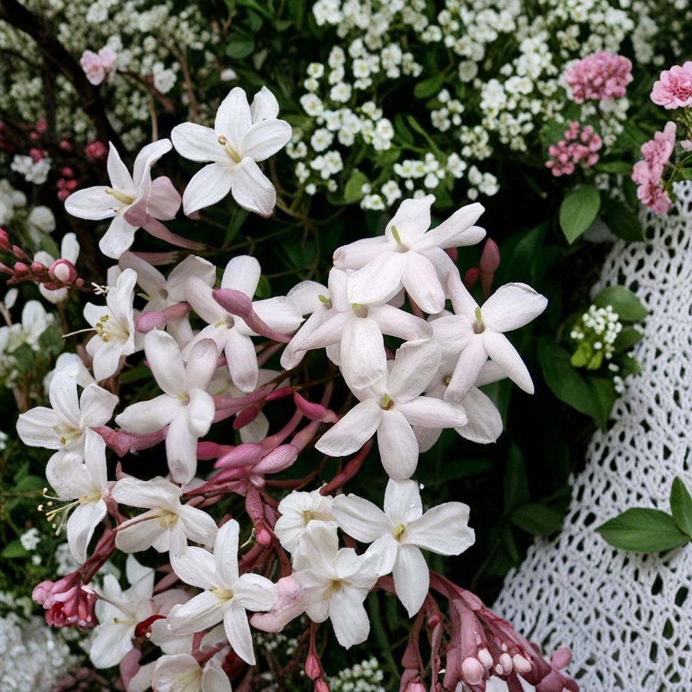 Pink Jasmine Plant Starter 6-10 Inch Live Vine Jasminum polyanthum Fragrant Climber Indoor Outdoor Winter Blooming