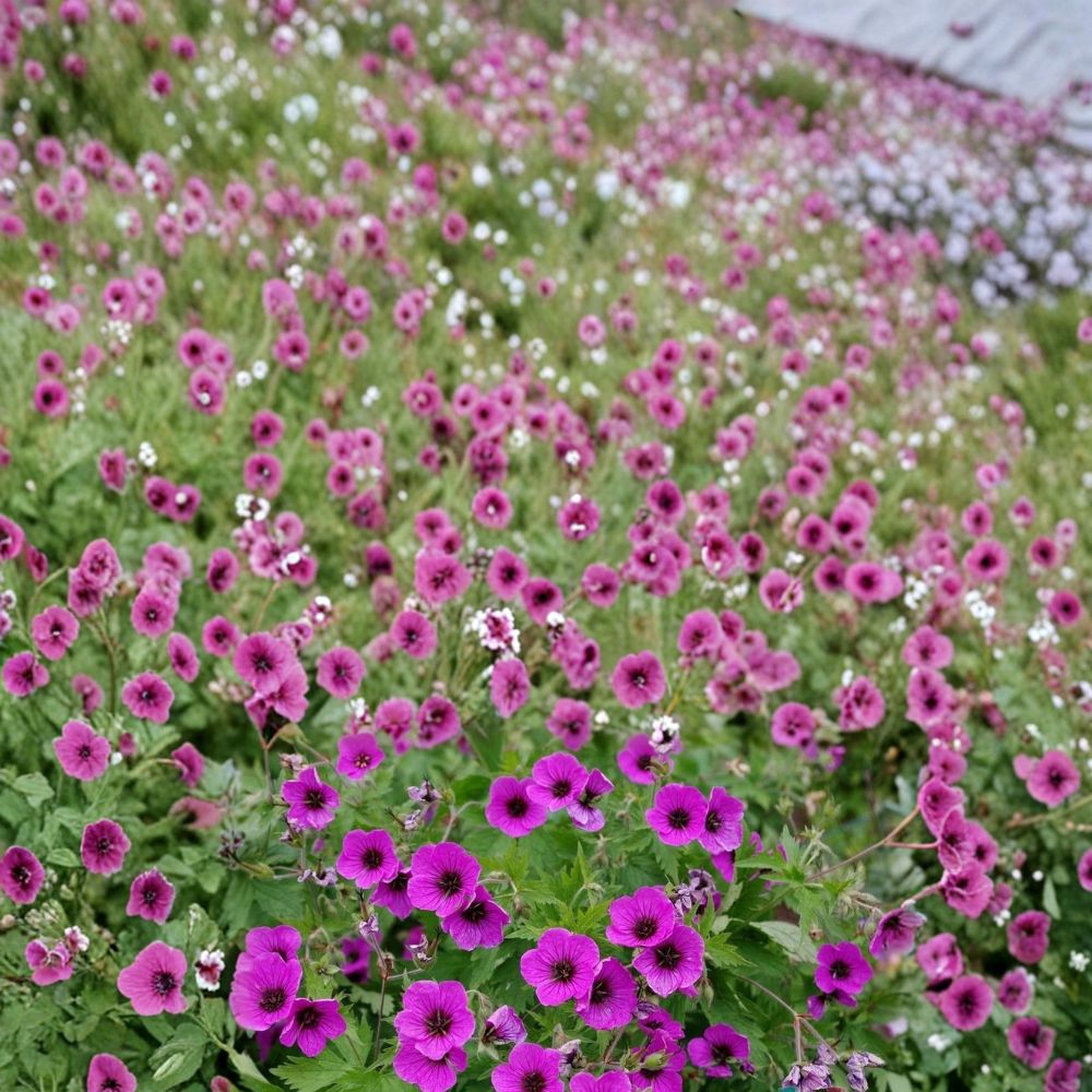 Bressingham Flair Geranium Seeds | 25+ Seeds | Pelargonium Flower Seeds | Vibrant Blooms for Containers & Gardens