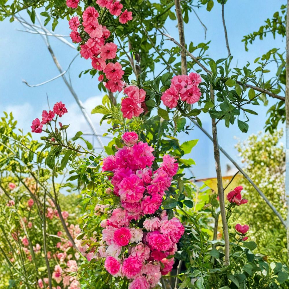 Seven Sisters Rose Live Plant | Heirloom Pink Rambler | Rosa multiflora | Fragrant Climbing Vine | Potted Garden Rose