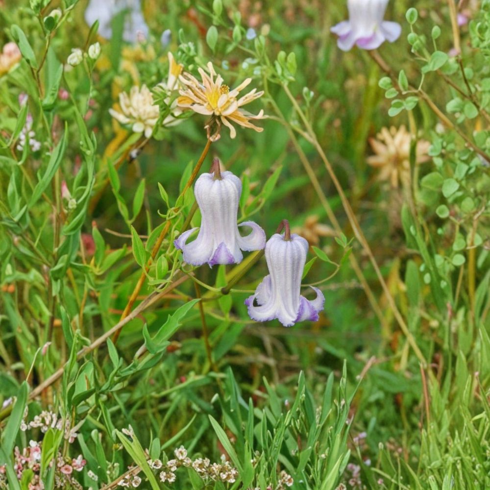 Clematis crispa Seeds | 5 Seeds | Curly Swamp Leatherflower Blue Jasmine | Native Climbing Vine | Pollinator Friendly