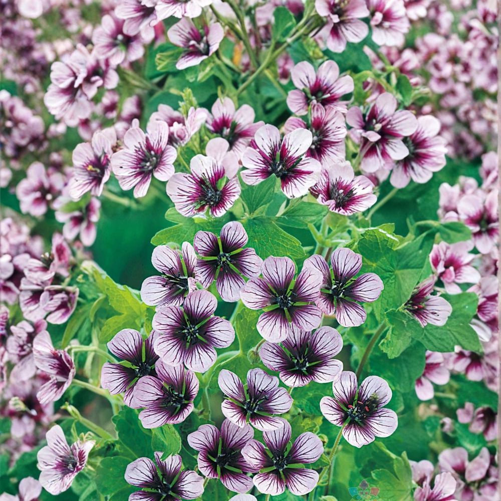 Salome Geranium Seeds - 25+ Premium Flower Seeds | Colorful Blooms | Easy to Grow | Pelargonium x hortorum