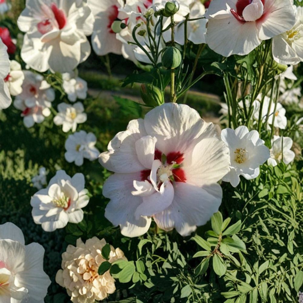 Double Flower White Althea Rose of Sharon Shrub | 5 Gallon | Hibiscus syriacus | Hardy Deciduous Plant | Easy to Grow