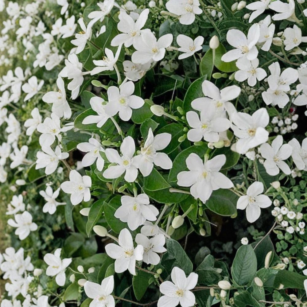 Asian Snow Jasmine Live Starter Plant | 2–8 Inches | Wrightia antidysenterica | Fragrant White Blooms | Indoor & Outdoor Plant