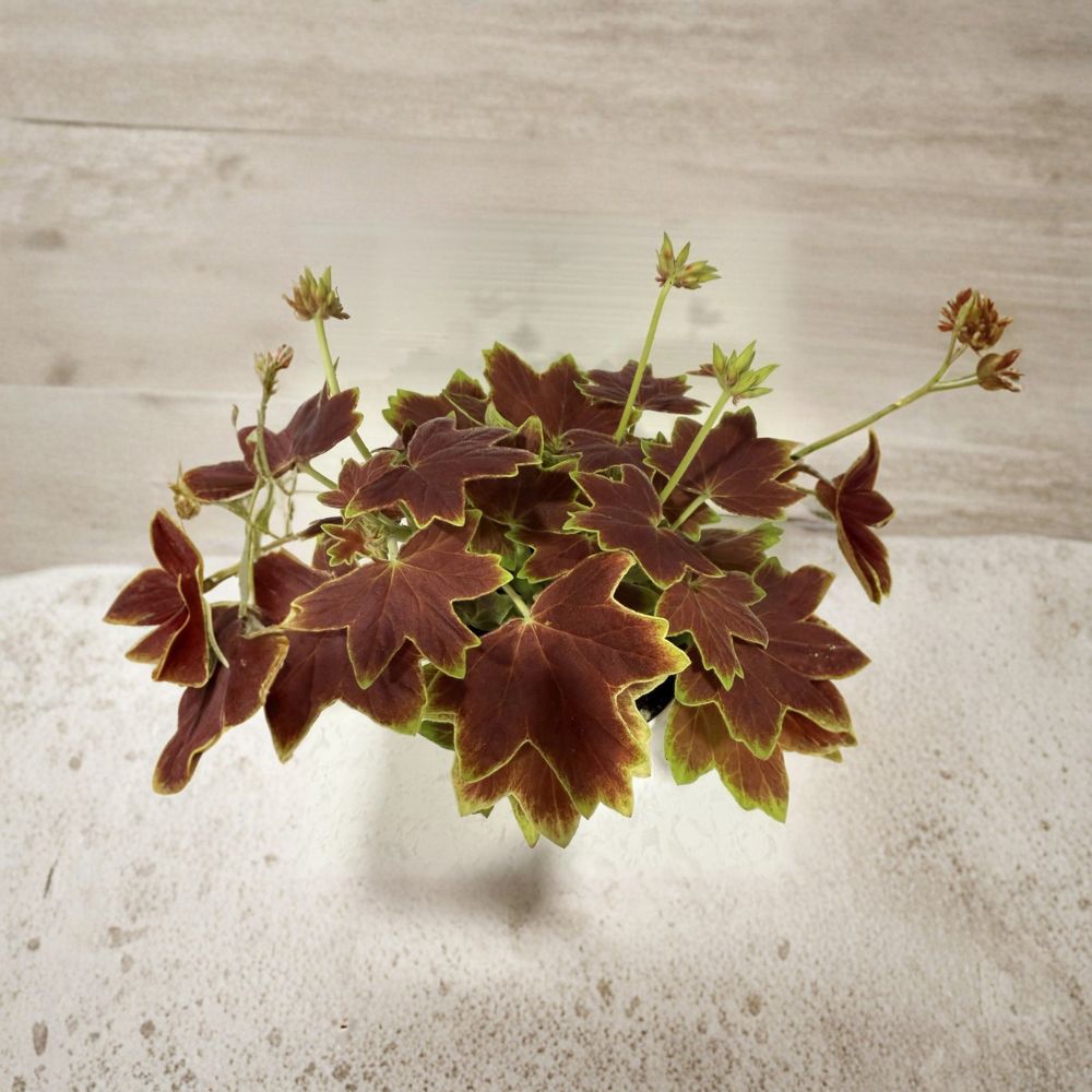 Vancouver Centennial Brocade Geranium - 4 Inch Live Plant | Fancy Leaf Pelargonium | Colorful Patio Flower Plant