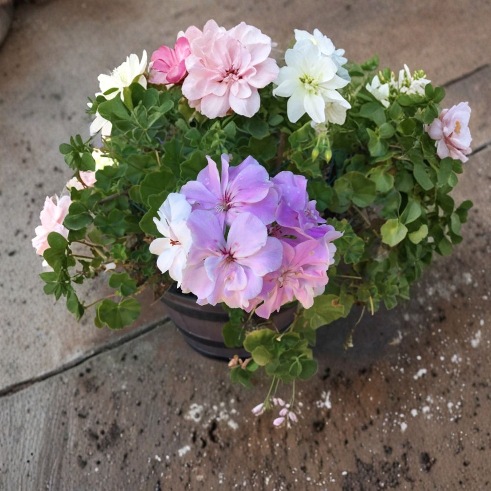 Double Soft Pink Ivy Geranium Cuttings - 8 Fresh Pelargonium Rooting Cuttings | Trailing Flowering Plant for Baskets & Patios