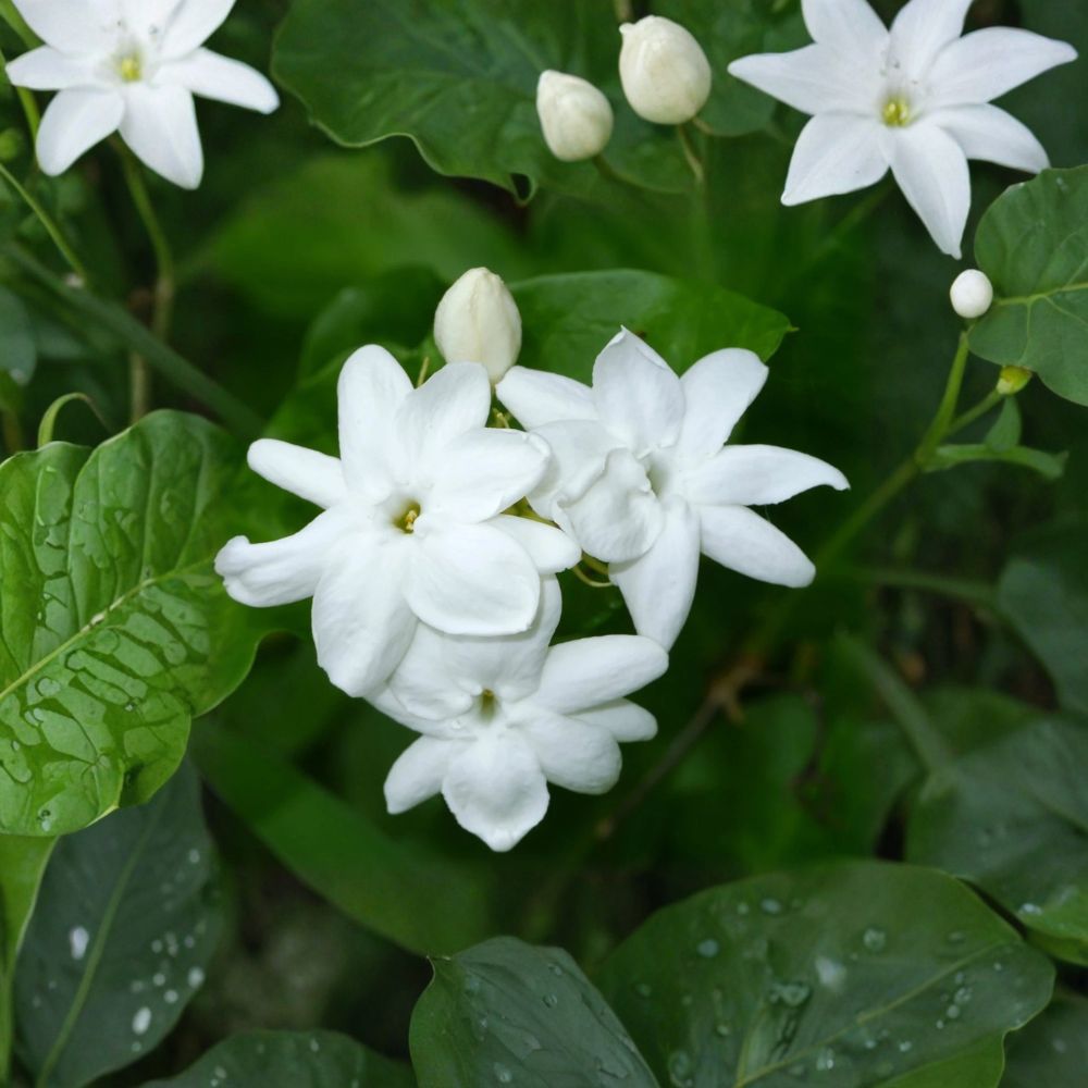 Arabian Jasmine Plant Live - 15 Inch Fragrant White Flowering Vine - Jasminum sambac - Tropical Indoor Outdoor Plant