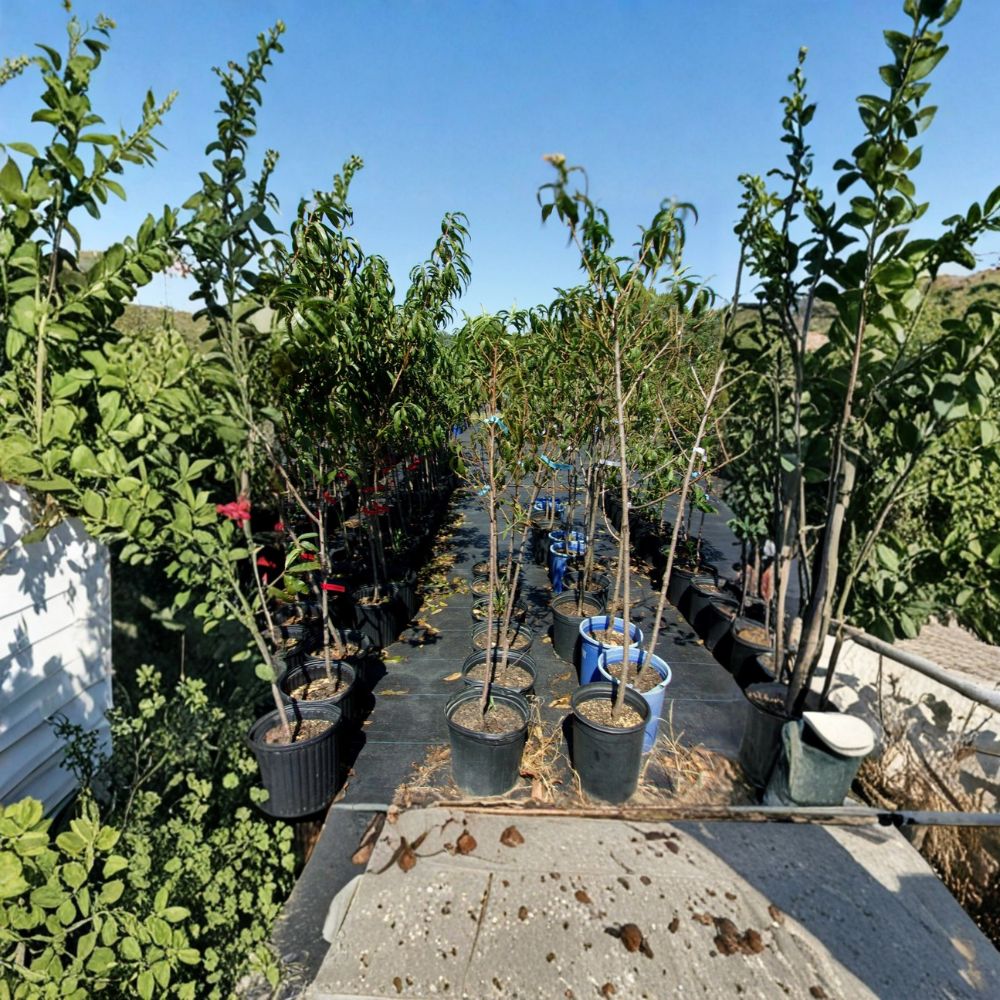 Derby Peach Tree - Live Fruit Tree 4-6 Feet - Semi-Freestone Peaches - Prunus persica 'Derby' - Easy to Grow Orchard Tree