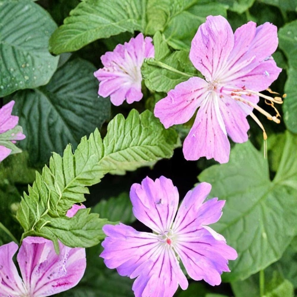 Hexham Feathers Geranium Seeds - 25+ Hardy Perennial Flower Seeds - Geranium spp. - Cottage Garden Blooms