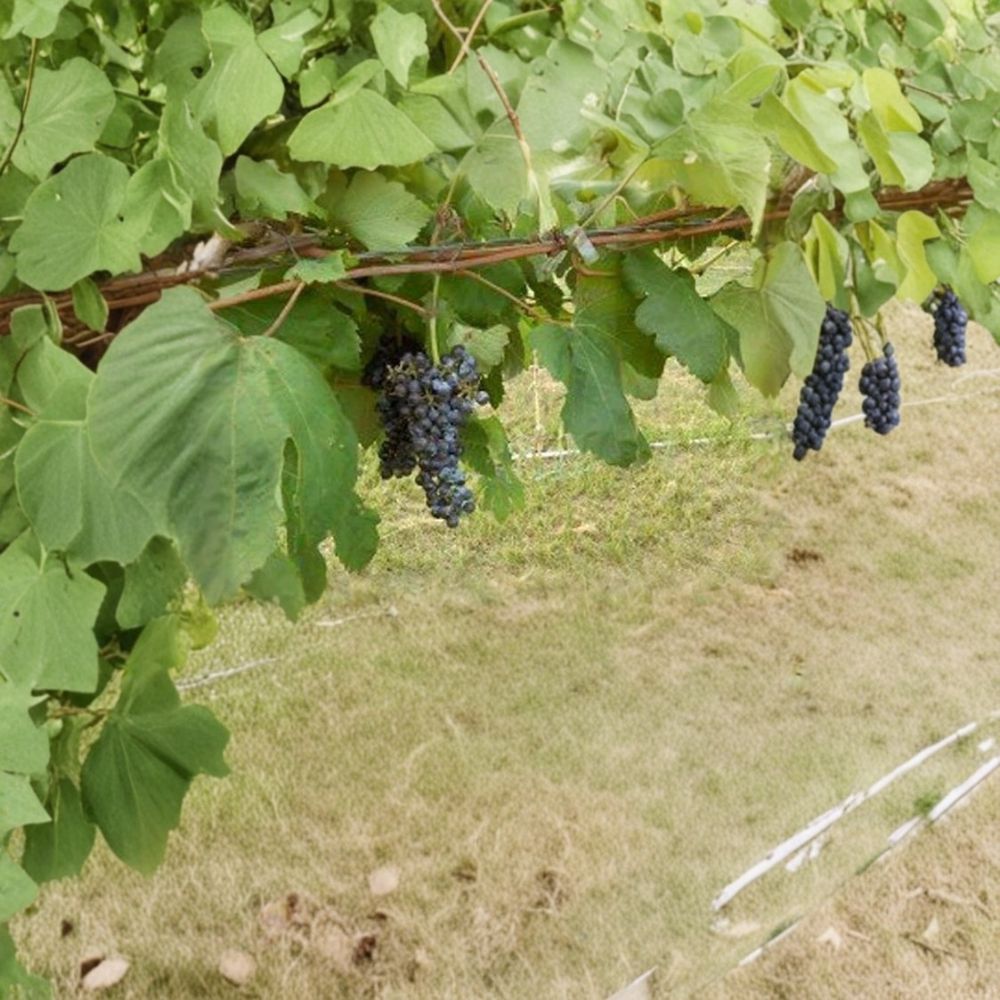 Black Manukka Seedless Grape Vine - 1 Gallon Live Plant - Self-Fertile Seedless Grapes - Vitis vinifera 'Black Monukka'