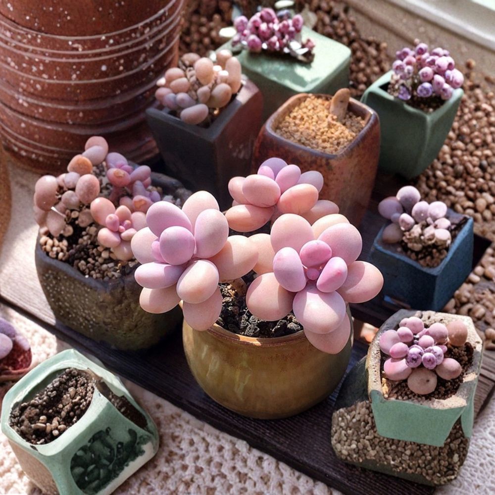 Moonstone Succulent 2 Inch Pot Rare Pachyphytum oviferum Thick Leaf Easy Care Houseplant