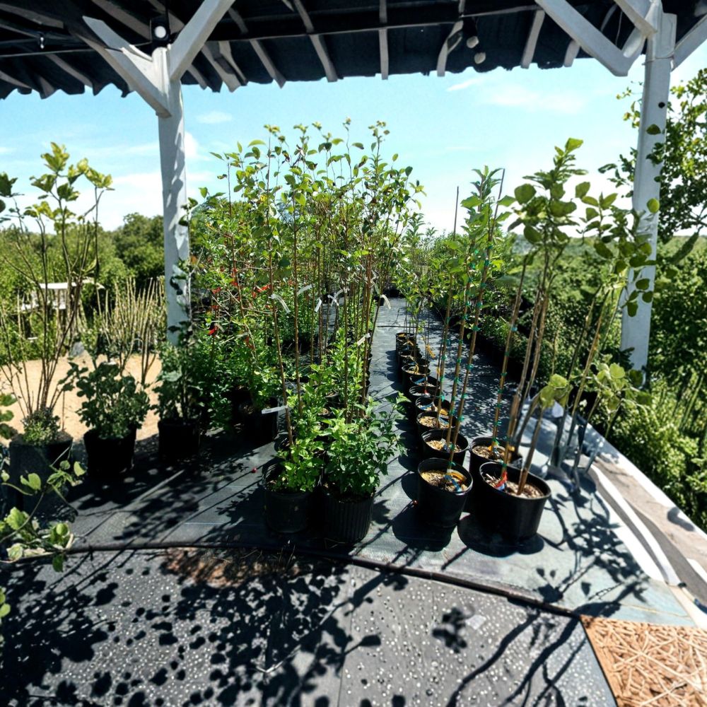 Calloway Fruiting Crabapple Tree | Live Fruit Tree | Ornamental Malus 'Calloway' | Wildlife Friendly, Easy to Grow