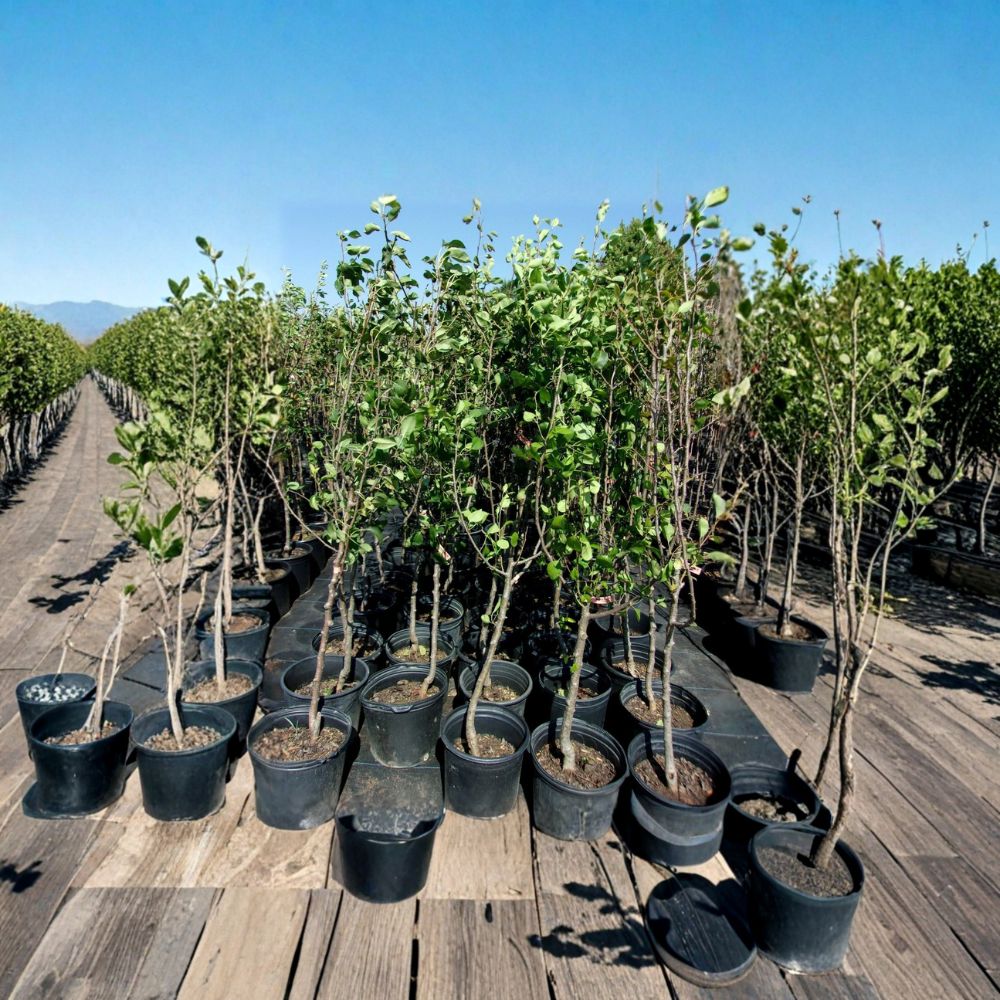 Shinko Asian Pear Tree - Live Fruit Tree - 4-6 Feet - Pyrus pyrifolia - Sweet Crisp Pears - Productive Orchard Variety