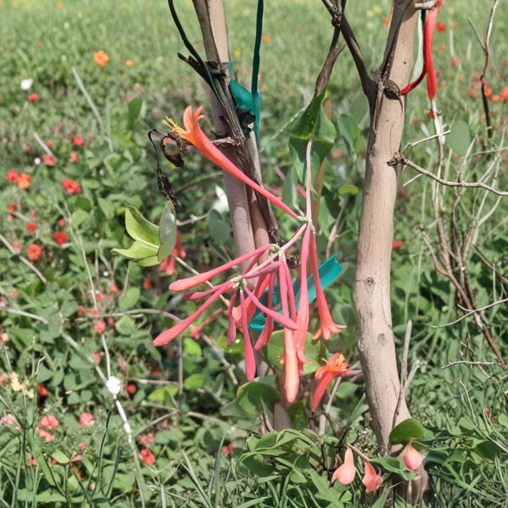 Coral Honeysuckle Vine 2 Gallon Live Plant | Fragrant Flowering Vine | Lonicera sempervirens | Attracts Hummingbirds