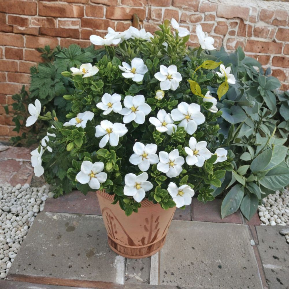 Gardenia Seeds - 20+ Fragrant White Flowering Shrub - Gardenia jasminoides Cape Jasmine - Evergreen Ornamental Plant