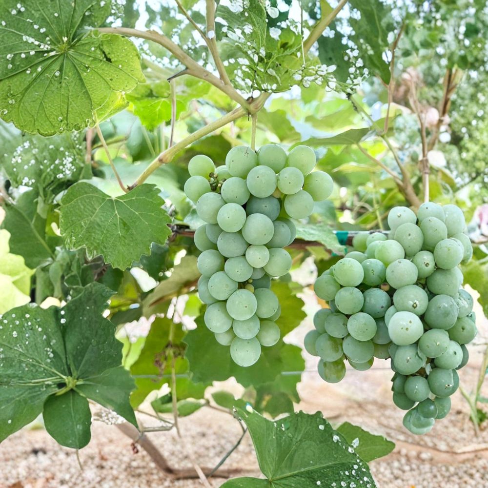 Niagara Grape Cuttings - 5 Pack, Sweet White Table Grape, Vitis labrusca, Ideal for Home Vineyard Propagation