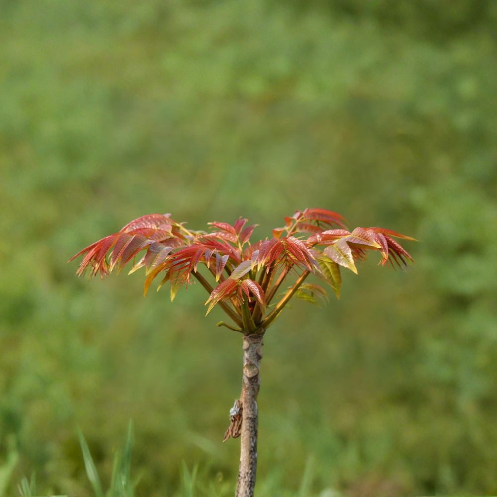 Toona sinensis Live Plant | 1 Gallon Potted Chinese Toon Tree | Edible Leaf Vegetable | Fragrant Spring Tree | 香椿苗