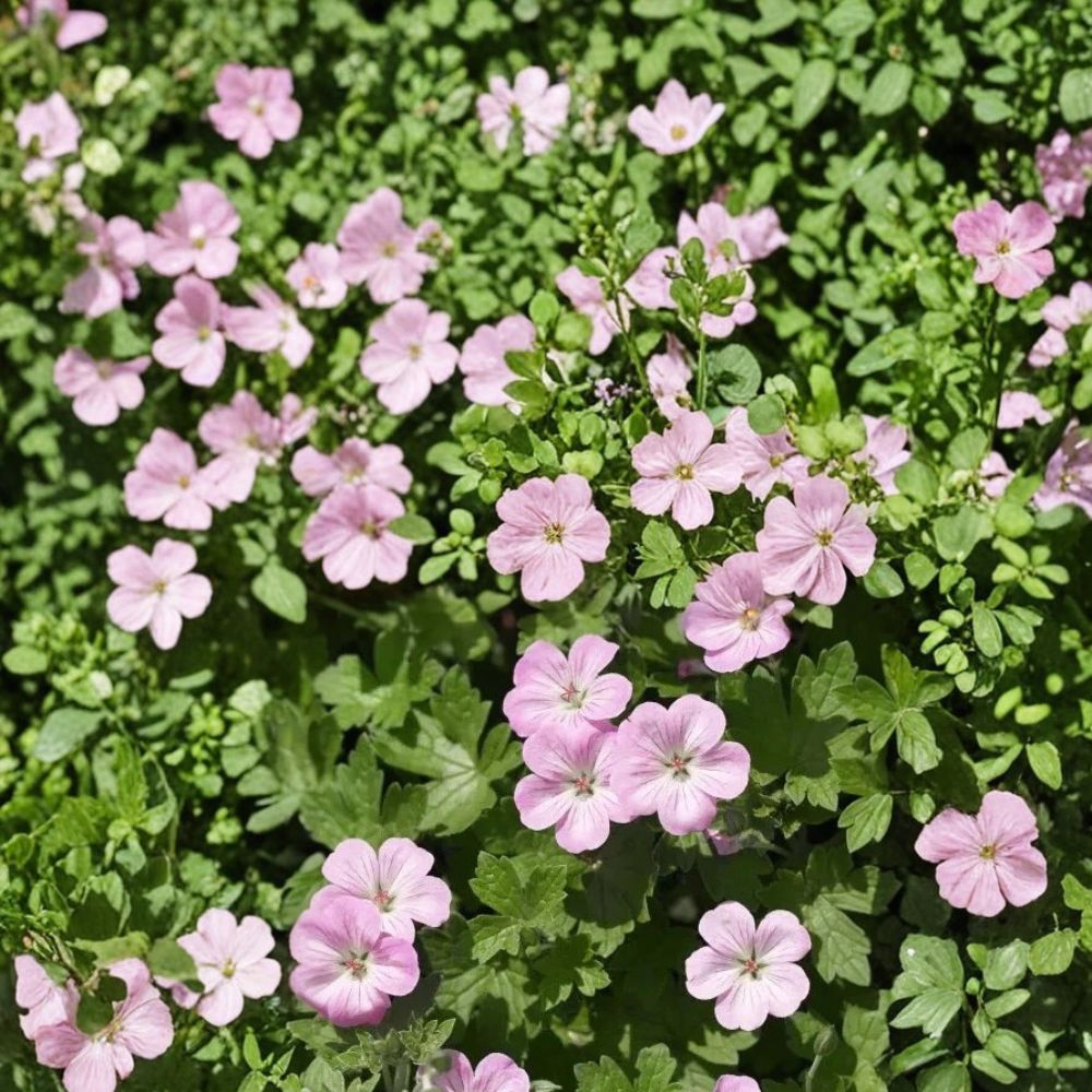 Mavis Simpson Geranium Seeds - 25+ Premium Flower Seeds | Geranium pratense ‘Mavis Simpson’ | Easy to Grow & Container Friendly
