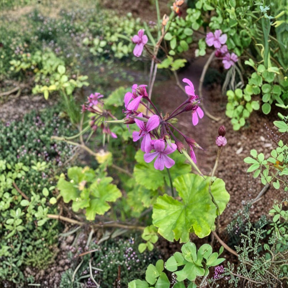 Pelargonium Radens Seeds - 5 Trailing Geranium Seeds for Ground Cover & Hanging Baskets - Fragrant Creeping Pelargonium