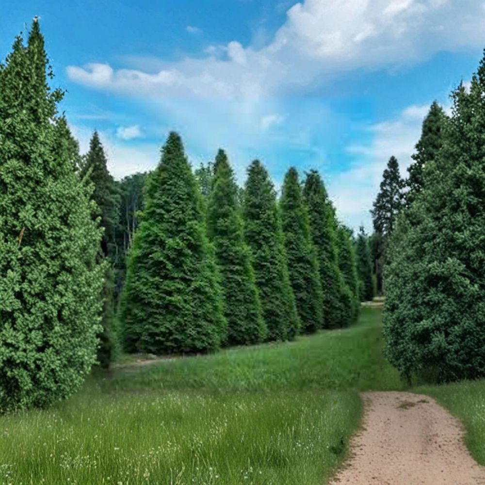 Green Giant Arborvitae Starter Plants 10 Pack | 6-12 Inch Bare Root Evergreen Trees | Thuja plicata | Fast Growing Privacy Hedge