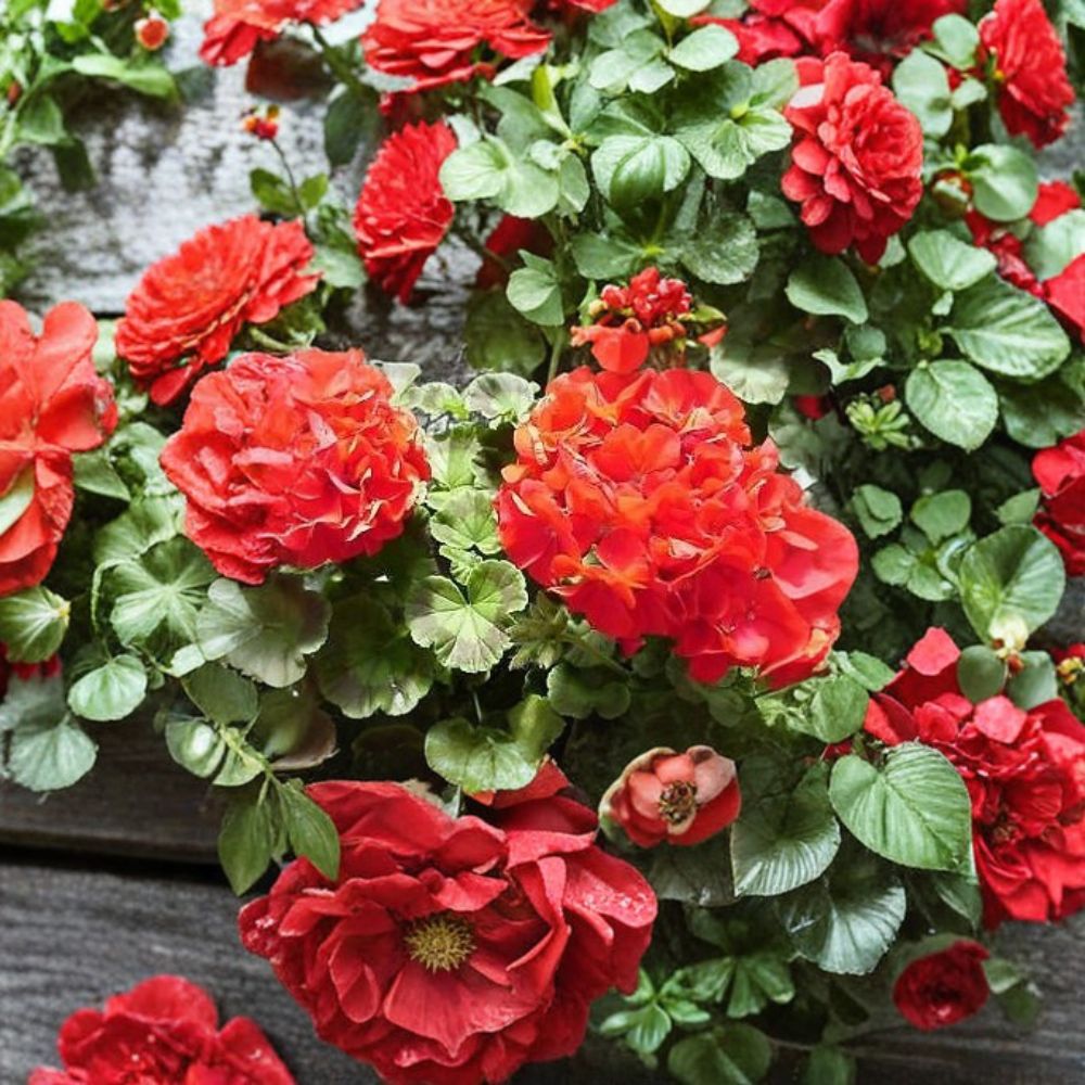 Ringo 2000 Deep Red Geranium Seeds - 100 Pelargonium Seeds for Vibrant Garden Blooms - Compact Flowering Plants