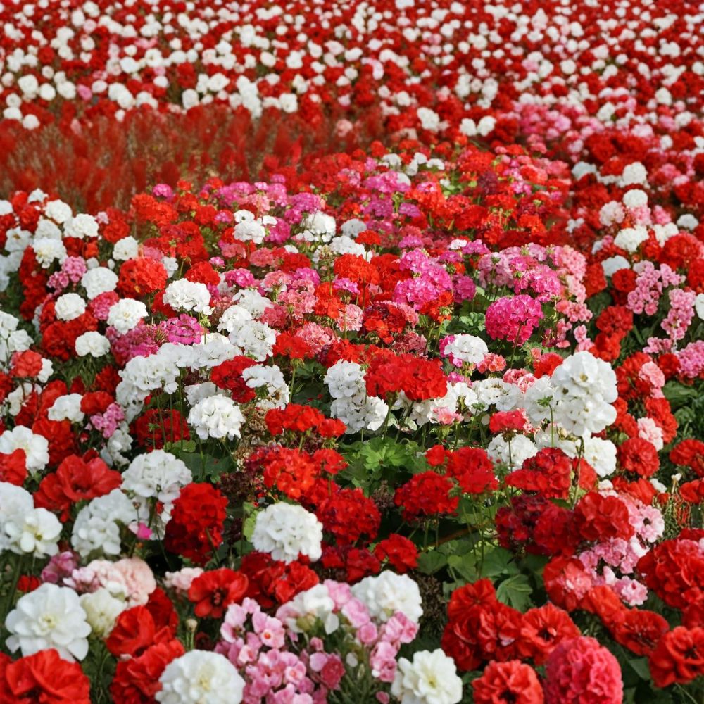 100 Annual Geranium Flower Seeds - Pelargonium Zonale Mix - Scarlet White Violet Rose Blooms - Non-GMO Garden Seeds