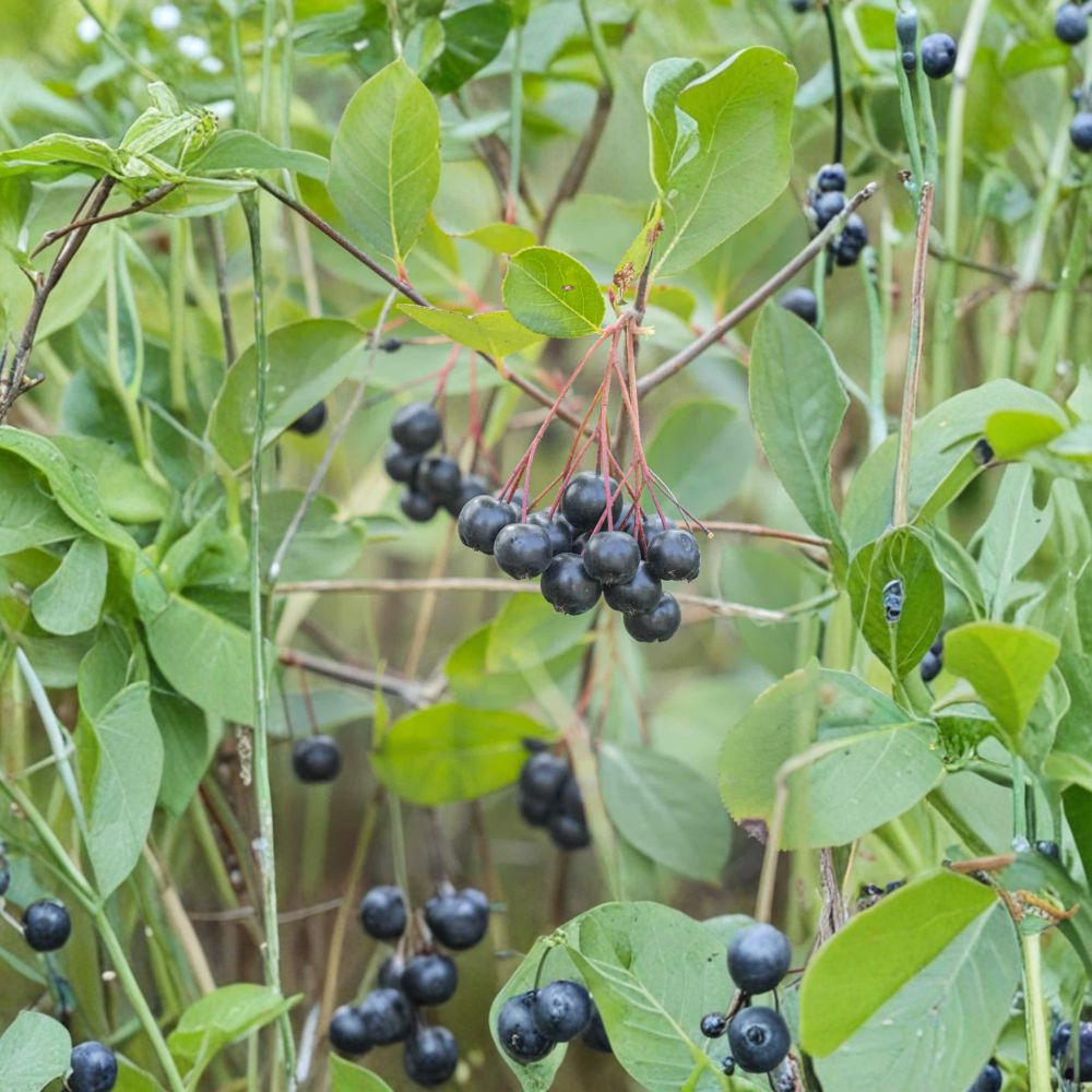 Black Chokeberry Live Plant | Rooted Starter | Self-Pollinating Edible Berry Shrub | Aronia melanocarpa | Zones 3-9