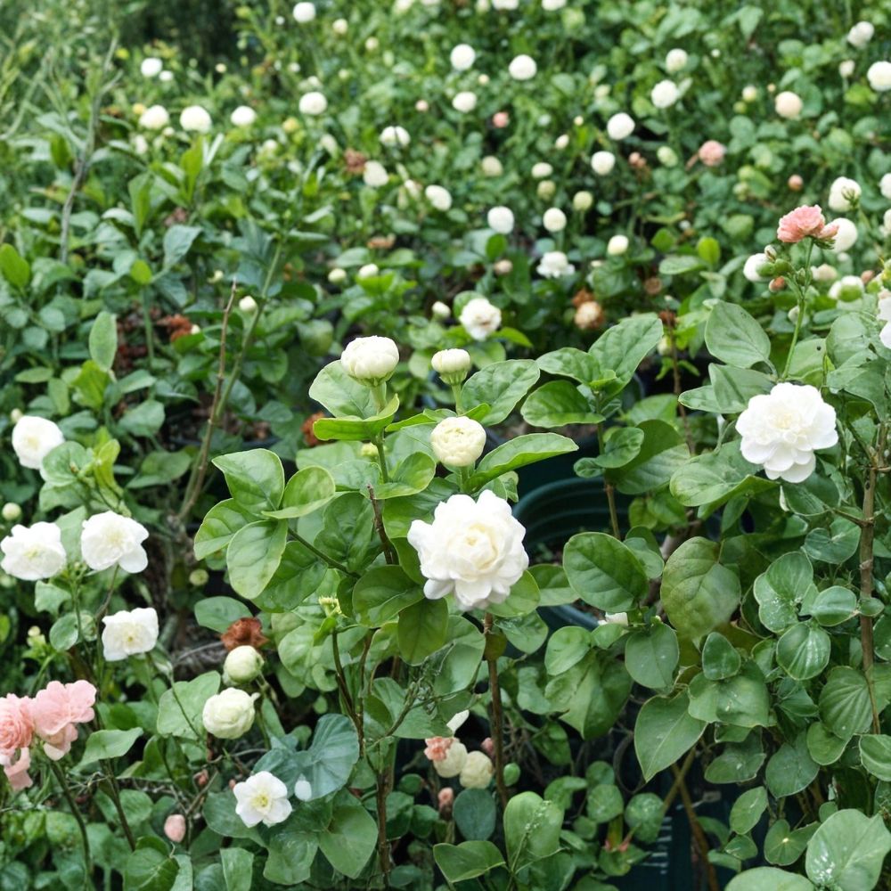 Grand Duke of Tuscany Jasmine Plant | Small Rooted Starter | Double Bloom Arabian Jasmine | Jasminum sambac