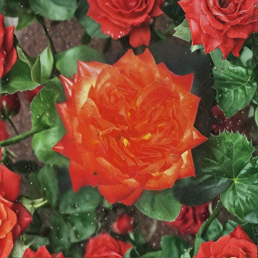 Charisma Floribunda Rose Plant | 2 Gallon | Multicolor Red Orange Yellow Blooms | Rosa Floribunda Group 'Charisma'