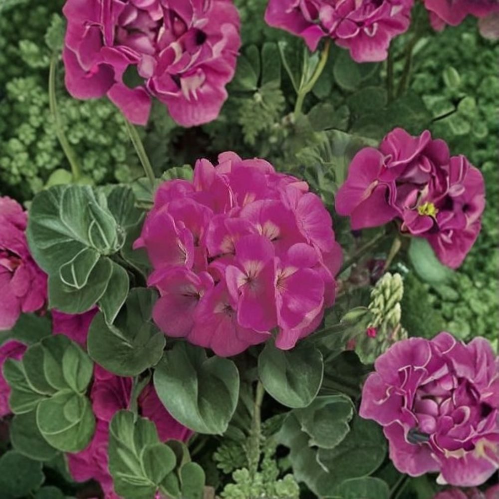 Maverick Pink Geranium Seeds - 100 Pelargonium Seeds for Bright Pink Flowers - Easy to Grow Annual/Perennial Garden Plants